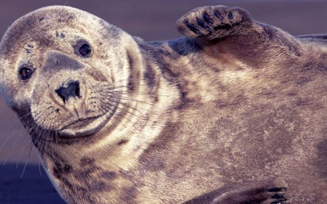 Gray seals clap back (and forth): surprising footage reveals gray seals talking through claps