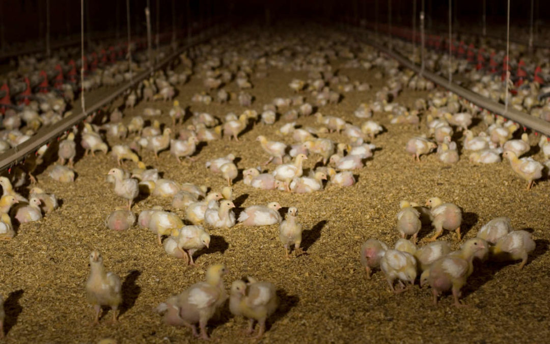 Factory Farms Are Poisoning Rural Communities. Will Biden Take on This Crisis?