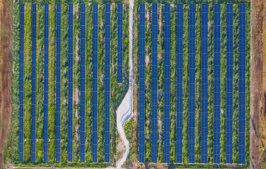 Pollinator-Friendly Solar Could be a Win-Win for Climate and Landowners, but Greenwashing is a Worry